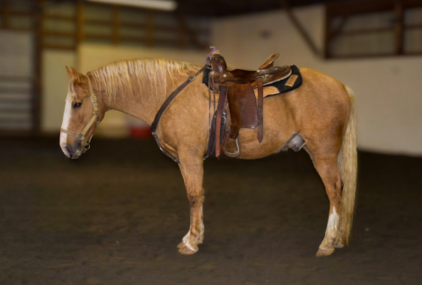 HorseID: 2305967 Chester - PhotoID: 1089615