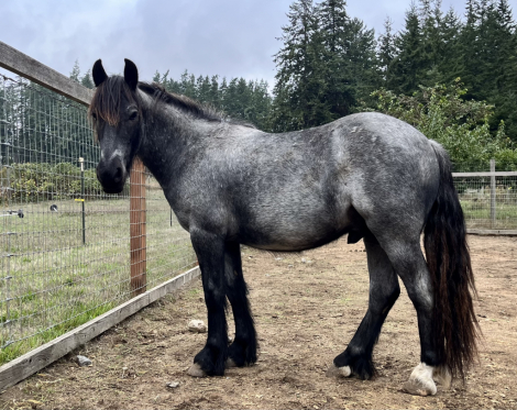 HorseID: 2305968 Huckleberry - PhotoID: 1089530