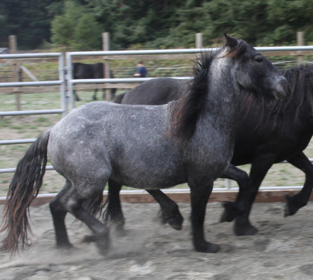 HorseID: 2305968 Huckleberry - PhotoID: 1089531