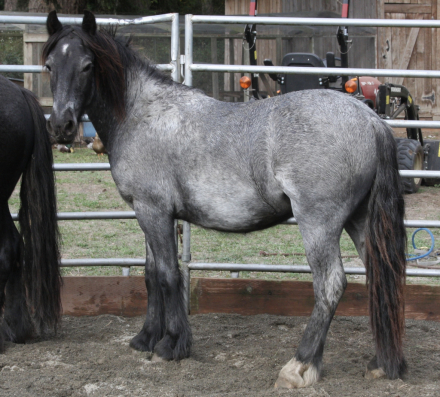 HorseID: 2305968 Huckleberry - PhotoID: 1089532