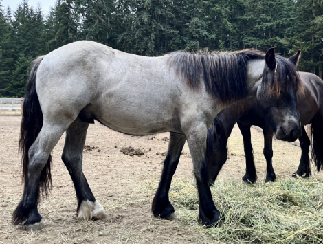 HorseID: 2305968 Huckleberry - PhotoID: 1089533