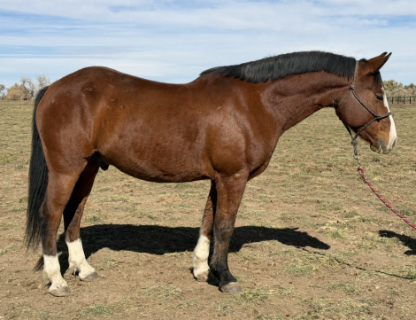 HorseID: 2305969 Hidalgo - PhotoID: 1089540