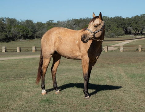 HorseID: 2305970 Big Stout Buckskin Gelding - PhotoID: 1089542