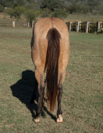 HorseID: 2305970 Big Stout Buckskin Gelding - PhotoID: 1089543