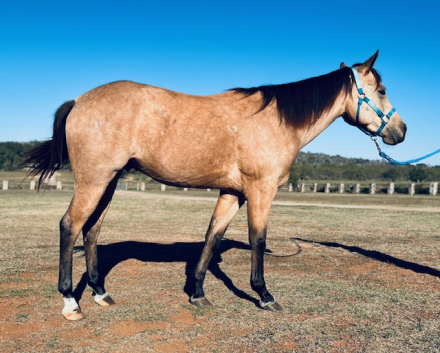HorseID: 2305970 Big Stout Buckskin Gelding - PhotoID: 1089544