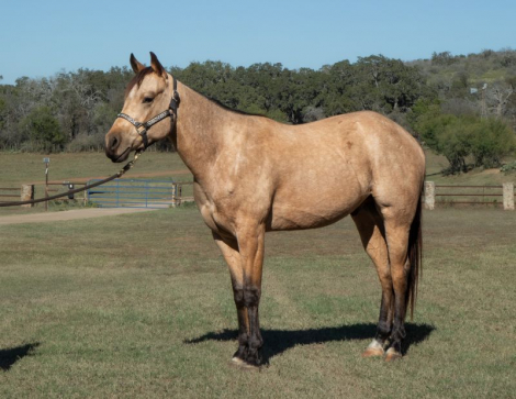 HorseID: 2305970 Big Stout Buckskin Gelding - PhotoID: 1089545