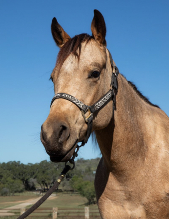 HorseID: 2305970 Big Stout Buckskin Gelding - PhotoID: 1089546