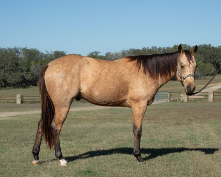 HorseID: 2305970 Big Stout Buckskin Gelding - PhotoID: 1089547