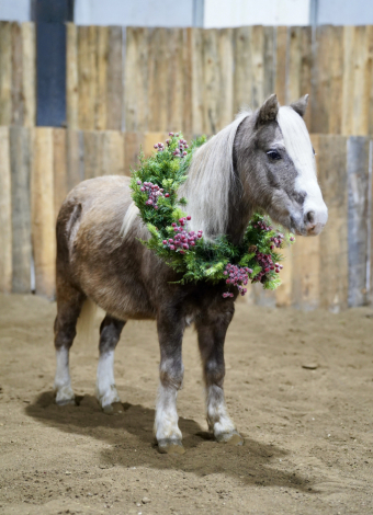 HorseID: 2305971 Shrek - PhotoID: 1089548