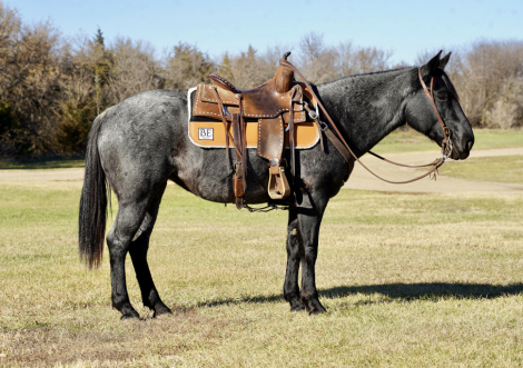 HorseID: 2305972 Sister - PhotoID: 1089549