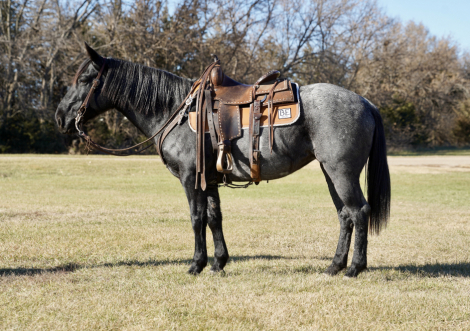 HorseID: 2305972 Sister - PhotoID: 1089550