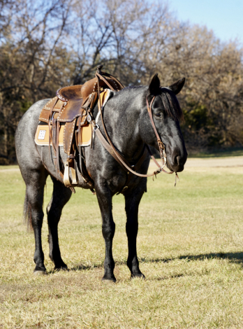 HorseID: 2305972 Sister - PhotoID: 1089551