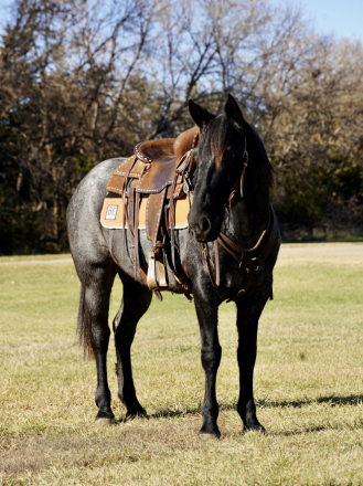 HorseID: 2305972 Sister - PhotoID: 1089552