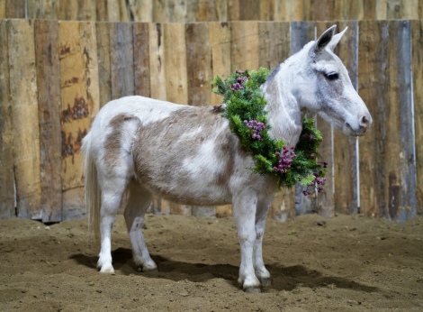 HorseID: 2305974 Chip - PhotoID: 1089553