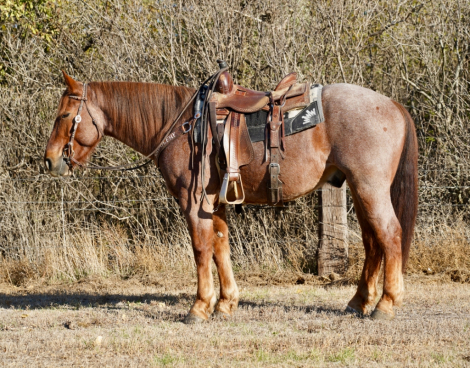 HorseID: 2305976 Mighty - PhotoID: 1089554