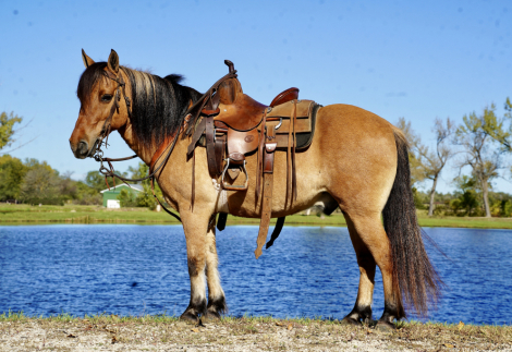 HorseID: 2305977 Bobo - PhotoID: 1089557