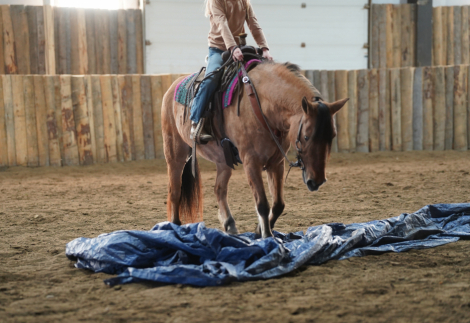 HorseID: 2305977 Bobo - PhotoID: 1089558