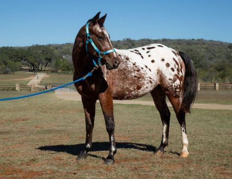 HorseID: 2305979 PEPTO CASHS SNOQUEEN - PhotoID: 1089559