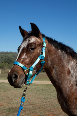 HorseID: 2305979 PEPTO CASHS SNOQUEEN - PhotoID: 1089560