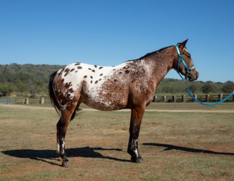 HorseID: 2305979 PEPTO CASHS SNOQUEEN - PhotoID: 1089561