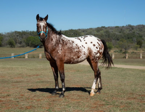 HorseID: 2305979 PEPTO CASHS SNOQUEEN - PhotoID: 1089562