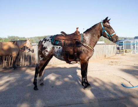 HorseID: 2305979 PEPTO CASHS SNOQUEEN - PhotoID: 1089563