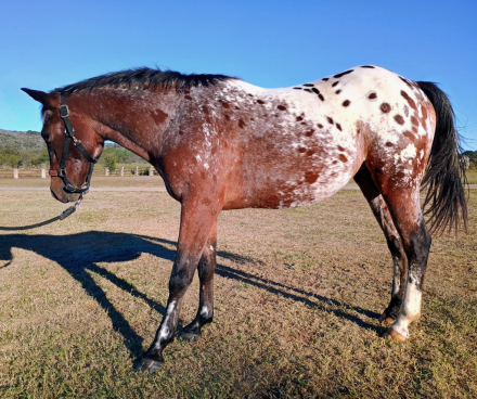 HorseID: 2305979 PEPTO CASHS SNOQUEEN - PhotoID: 1089564