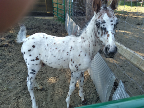 HorseID: 2305980 Jubilees magic moment - PhotoID: 1089756