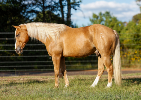 HorseID: 2305987 Spot A Fire Water - PhotoID: 1089570