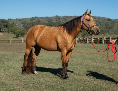 HorseID: 2305990 PEPPERMINT PINK - PhotoID: 1089574