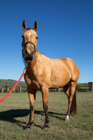 HorseID: 2305990 PEPPERMINT PINK - PhotoID: 1089575