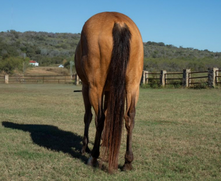 HorseID: 2305990 PEPPERMINT PINK - PhotoID: 1089576