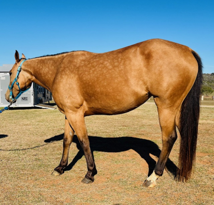 HorseID: 2305990 PEPPERMINT PINK - PhotoID: 1089577