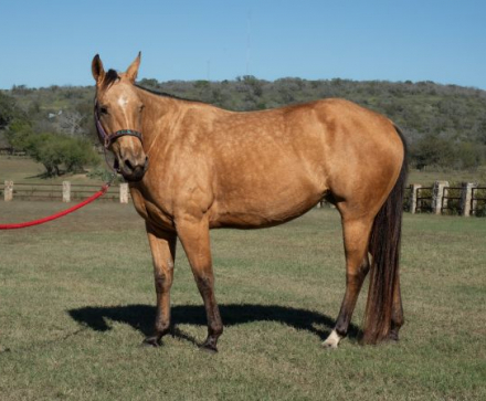 HorseID: 2305990 PEPPERMINT PINK - PhotoID: 1089578