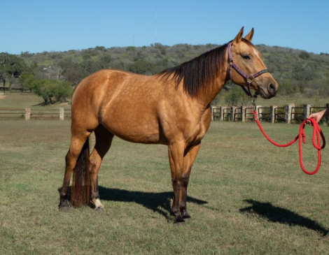 HorseID: 2305990 PEPPERMINT PINK - PhotoID: 1089579