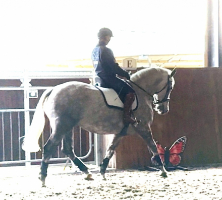 HorseID: 2305992 Balinmore Rebel Lady - PhotoID: 1089580