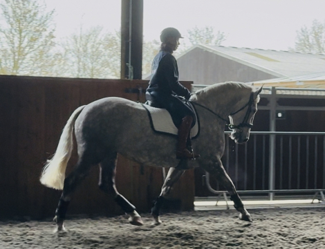 HorseID: 2305992 Balinmore Rebel Lady - PhotoID: 1089581