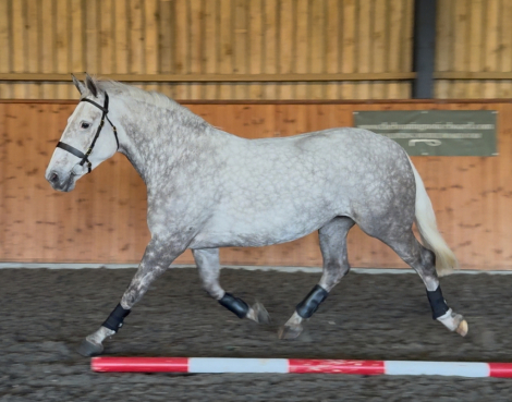 HorseID: 2305992 Balinmore Rebel Lady - PhotoID: 1089582