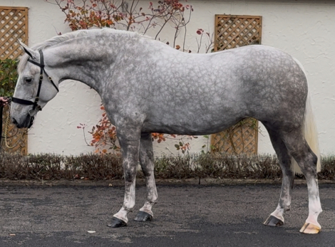 HorseID: 2305992 Balinmore Rebel Lady - PhotoID: 1089583