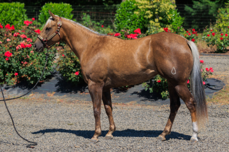 HorseID: 2305994 Leamarada Honey - PhotoID: 1089584