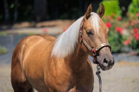 HorseID: 2305994 Leamarada Honey - PhotoID: 1089585