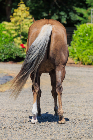 HorseID: 2305994 Leamarada Honey - PhotoID: 1089586