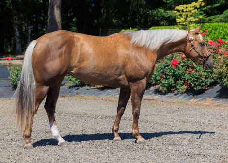 HorseID: 2305994 Leamarada Honey - PhotoID: 1089587