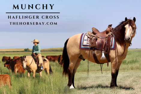 HorseID: 2305995 Munchy - PhotoID: 1089633