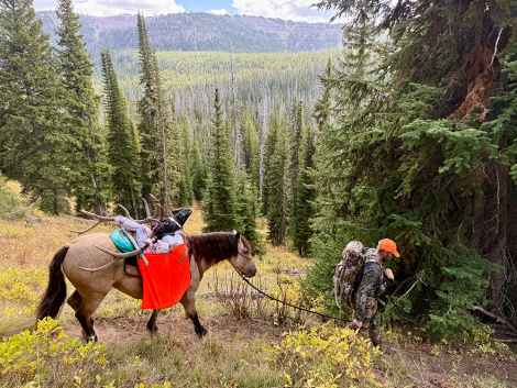 HorseID: 2305995 Munchy - PhotoID: 1089635