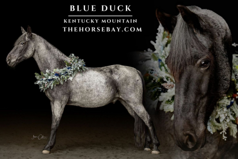 HorseID: 2305996 Blue Duck - PhotoID: 1089629