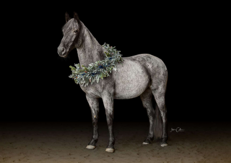 HorseID: 2305996 Blue Duck - PhotoID: 1089630