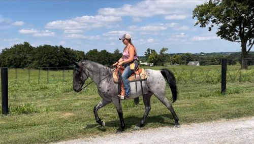 HorseID: 2305996 Blue Duck - PhotoID: 1089631