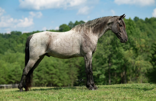 HorseID: 2305996 Blue Duck - PhotoID: 1089632