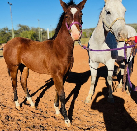 HorseID: 2305999 DOSIE ROYAL PRINCESS - PhotoID: 1089588